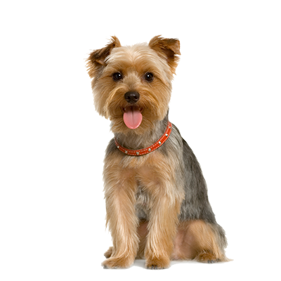 Yorkie The Dog